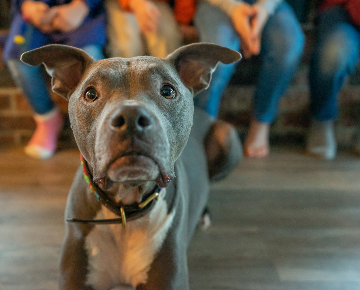 A shelter pup