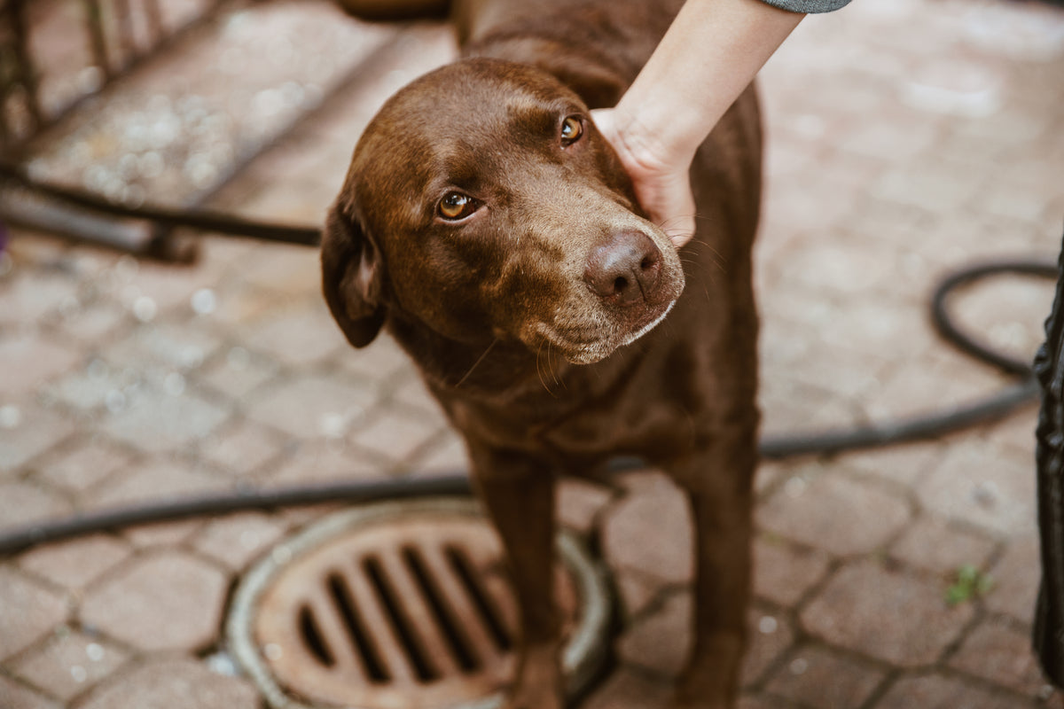 A shelter pup