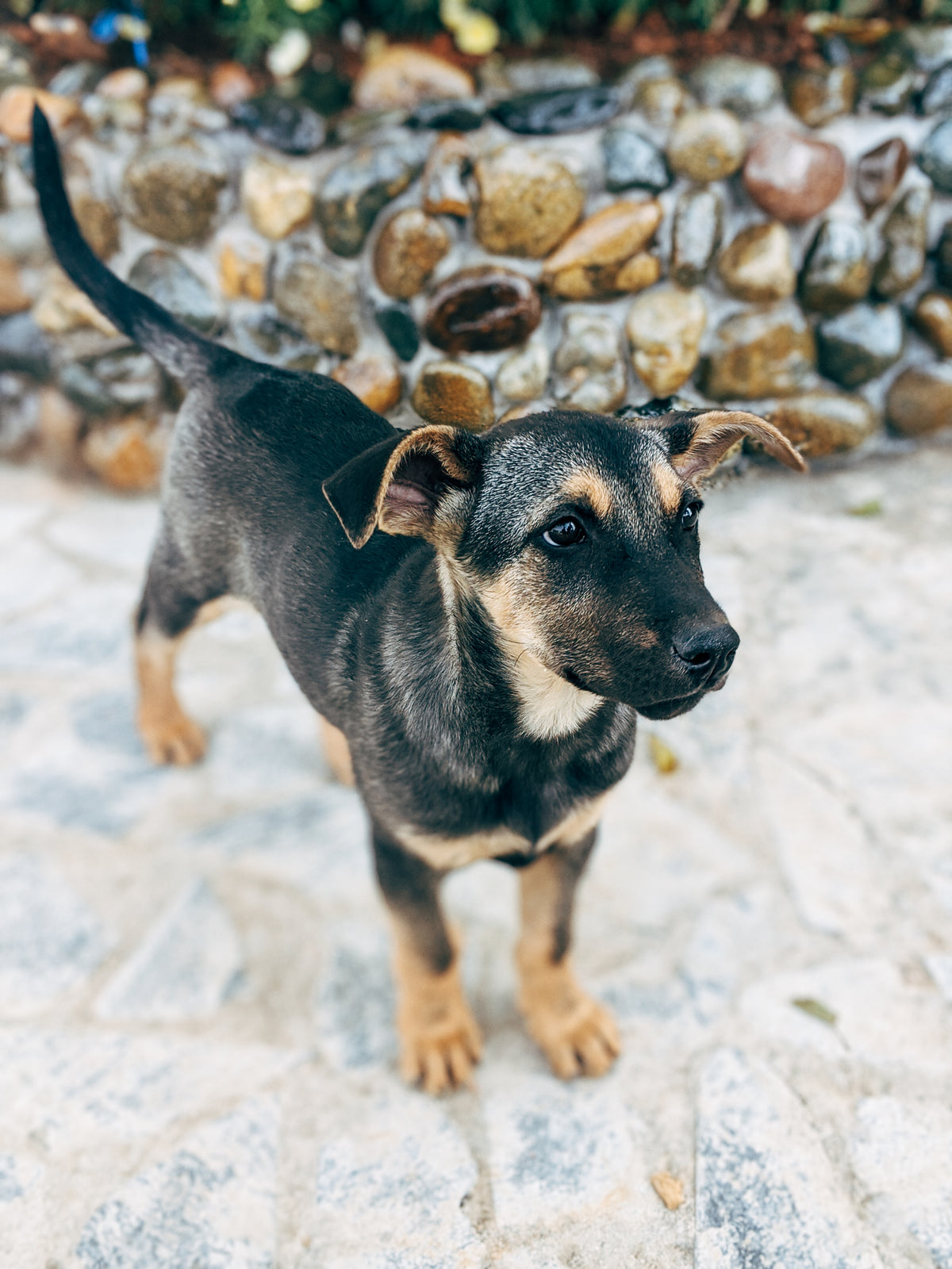 A shelter pup