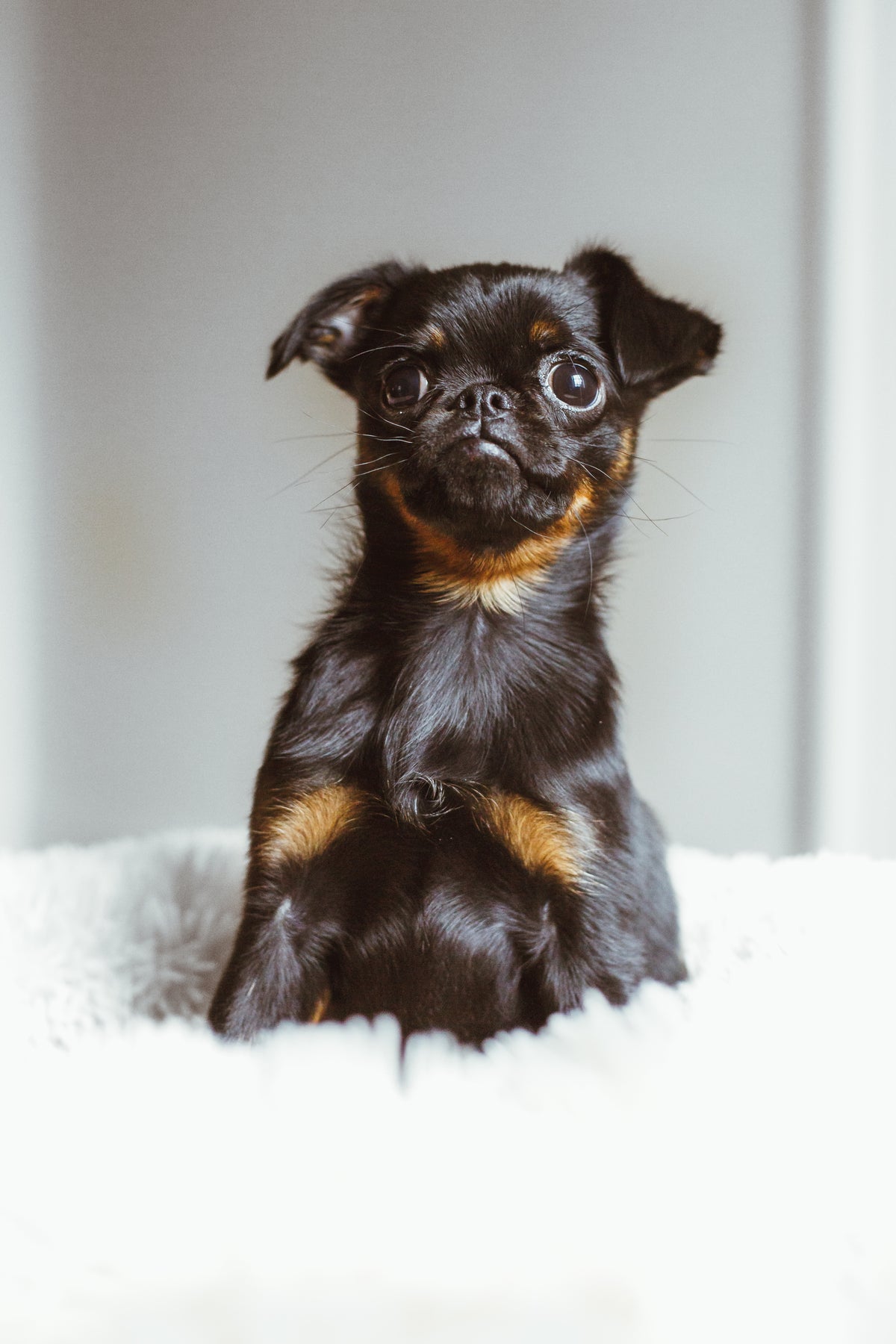 A shelter pup